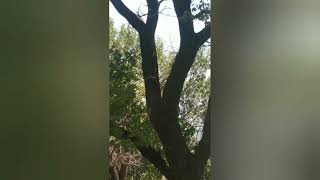 Snake attack bird nest on tree animalduniya wildlifefight [upl. by Carleen]