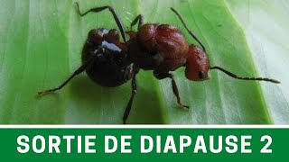 Sortie de diapause  Myrmicaria brunnea  Camponotus turkestanus et Camponotus albosparsus [upl. by Lucier]