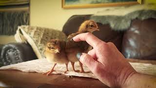 Welsummer Chicks Cockerel and Pullet 3 Weeks [upl. by Freida]