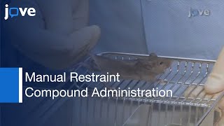 Manual Restraint amp Compound Administration in Mice [upl. by Latouche685]