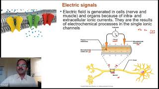 Lecture 5 BSP Biomedical Signals and Action Potential [upl. by Iran628]