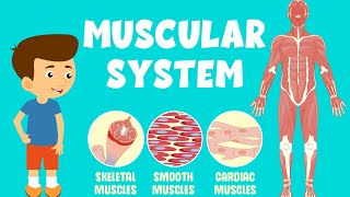 Muscular System Video  Types of Muscles  Video for Kids [upl. by Aalst]