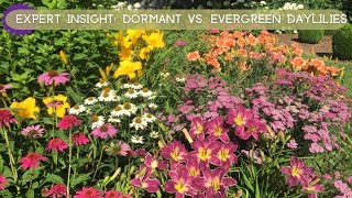 Expert Insights Dormant vs Evergreen Daylilies Explained [upl. by Elleirbag]