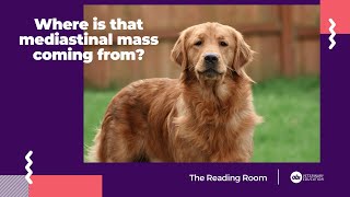 Where is that mediastinal mass coming from  The Reading Room  Veterinary Radiology Explained [upl. by Oretna]