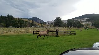 Man Charged by Bull Elk in Yellowstone Park  ViralHog [upl. by Nielson79]