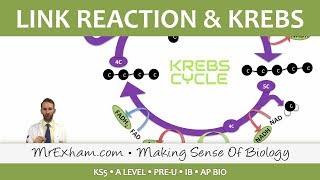 Cellular Respiration  Link Reaction and Krebs  Post 16 Biology A Level PreU IB AP Bio [upl. by Stephan639]