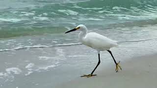 Aigrette neigeuse snowy egret egretta thula Naples Floride avril 2024 [upl. by Tyrrell952]