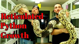 Reticulated Python Growth Rate Explained with Kevin McCurley [upl. by Ymmor936]