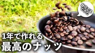 【簡単・激ウマ】畑の隅で最高の「ナッツ」を作ってローストして食べる [upl. by Iem110]