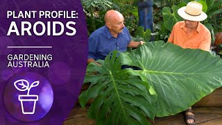 Addicted to Aroids  Plant profile  Gardening Australia [upl. by Larry]