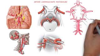 ANATOMIE DU CERVEAU  3è P  Art  II  Artères  Vertébrale  Basilaire  Communicante Postérieure [upl. by Fania]