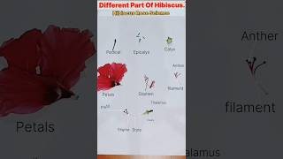 Dissection of Hibiscus  Parts of Flower Plant AnatomyEducationalbotanycaleducationshorts [upl. by Straus]