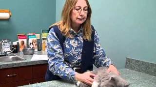 Cat Declawing 847 7423906 South Elgin IL St Charles IL Elgin IL West Dundee [upl. by Llednar]