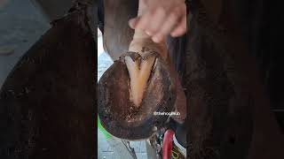 Asmr Hoof TRIMMING Relaxing animals shorts horse [upl. by Dranyl]