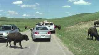 Wildlife Loop Road Custer State Park South Dakota [upl. by Astraea791]