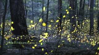 Tennessee Fireflies Realtime Stock Footage [upl. by Heise230]