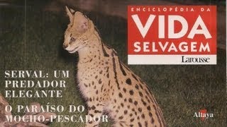 Vida Selvagem 32  Serval Um Predador Elegante [upl. by Livingston]