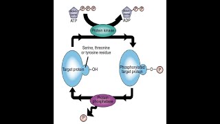 Phosphatases Types and Functions Part 1 [upl. by Ardnasela]