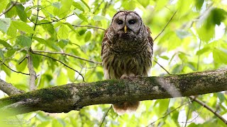 Barred Owls calling [upl. by Odlabso]