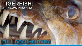 Tigerfish Africa’s Piranha full documentary  Earth Touch TV [upl. by Tavey]