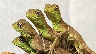 Captive Bred Chinese Water Dragons2022 USCBB Water Dragons [upl. by O'Doneven]