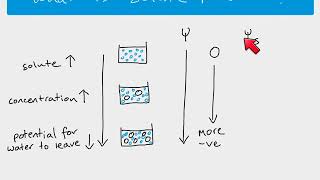 A Level Biology  Water Potential [upl. by Lime896]