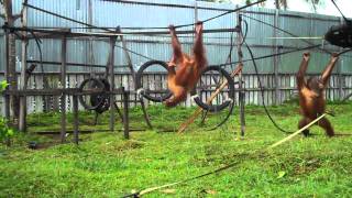 Rescued baby orangutans playing [upl. by Mcafee]