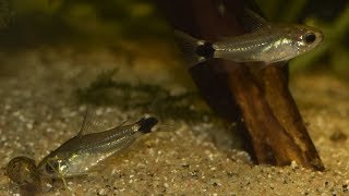 Corydoras hastatus Breeding project part 1  July 2017 [upl. by Enoitna]