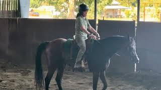 Dillons second day under saddle Some trotting to the right the way he struggles with [upl. by Slohcin]