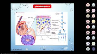 Spermatogenesis and Oogenesis Dr Eyad [upl. by Siddon]