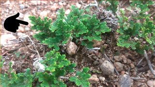 సంజీవని మొక్కను తెలుసుకోండి  sanjeevani mokka ela vuntundi  sanjivani chettu  ayurvedic plants [upl. by Eselehs]