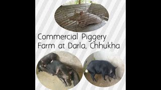 Commercial piggery farm at Darla Chhukha [upl. by Notlil]