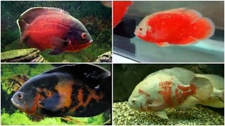 12 Different Types of OSCAR fish [upl. by Nerual]