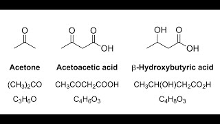 Sintesi e Regolazione dei Corpi Chetonici [upl. by Behlke]