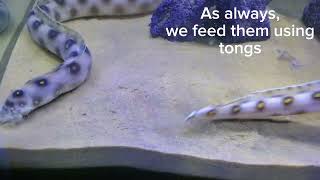 Feeding the Gold Spotted Snake Eels eel eels [upl. by Yerg]