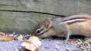 Canon Powershot SX30 IS Test Movie at full 35x 840mm Zoom Chipmunk [upl. by Anirda987]