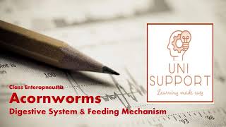 Enteropneusta  Acornworms  Digestive System and Feeding [upl. by Jt]