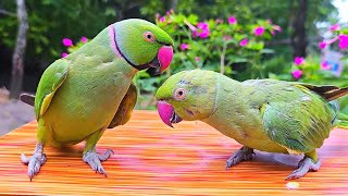 Ringneck Parrot Talking Video [upl. by Lertsek428]