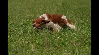 EPAGNEUL BRETON  BRITTANY  HUNTING amp TRAINING  POINTING [upl. by Ayrotal]