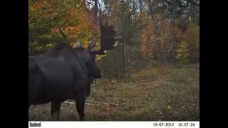 Adirondack Moose Flip Book [upl. by Nessi792]