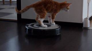 DeXter La Perm Captain of the ROOMBA [upl. by Harrat]