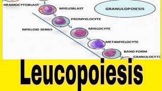 Leukopoiesis WBCs Formation [upl. by Olegnaed]