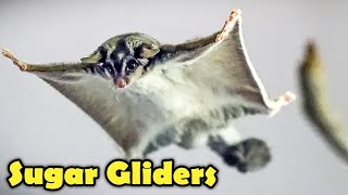 Sugar Glider as Pet  Sugar Glider Facts [upl. by Lovel]