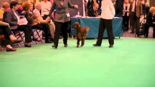 Thendara Irish Setters Crufts 2013 [upl. by Aleekahs310]