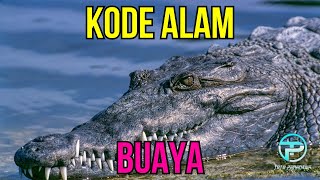 EREK EREK BUAYA 2D 3D 4D  KODE ALAM BUAYA  ARTI MIMPI BUAYA [upl. by Esiuolyram]