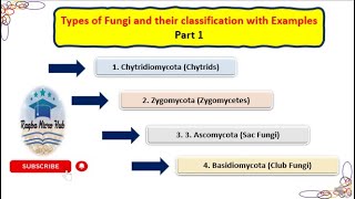 Classification of Fungi  Chytridiomycota  Zygomycota  Ascomycota  Basidiomycota mycologypart1 [upl. by Rufford638]