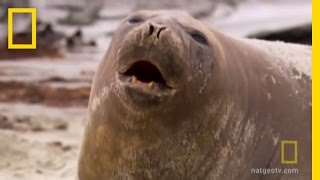 Seals in Motion  National Geographic [upl. by Philbin]