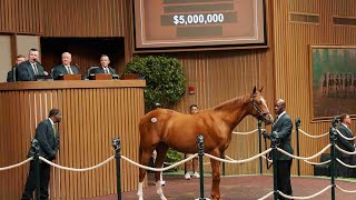 🔥 Curlin colt sells for 5 million at Keeneland [upl. by Towland785]