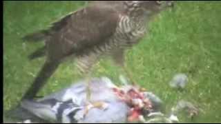 Sparrowhawk feeding on a pigeon [upl. by Neillij481]