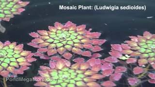 Mosaic Plants Ludwigia Sedoides very cool tropical pond plant rosettes [upl. by Merline]